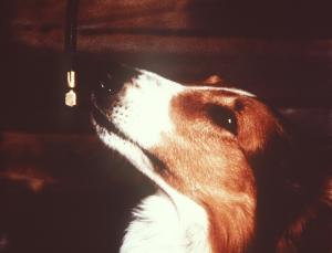 Alle lieben Lassie
