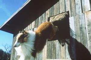Lassie