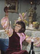 Flucht vom Planet der Affen - Dr. Cornelius (Roddy McDowall) muss schon bald erkennen, dass das Leben auf der Erde auch so seine Tücken hat ...