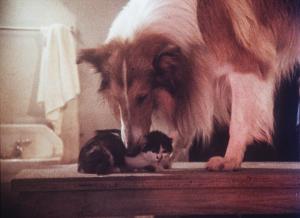 Unsere Lassie