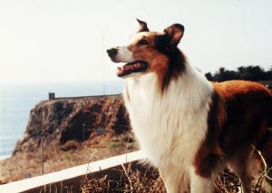 Ich höre dich, Lassie